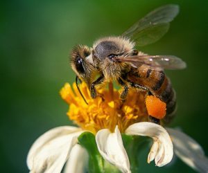 Extinção das abelhas: impactos no meio ambiente