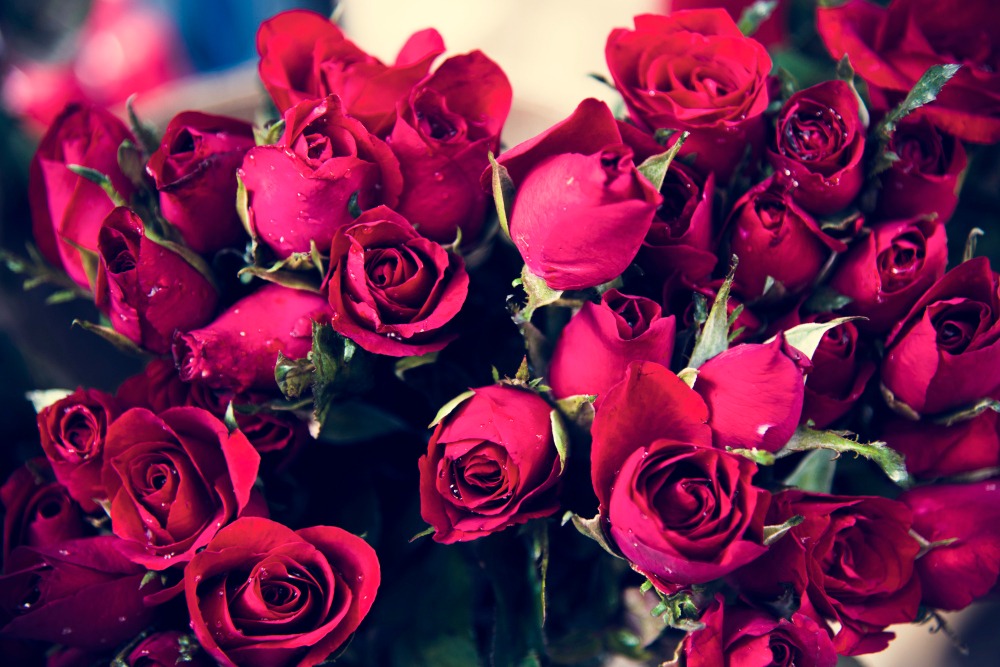 Informações para o cultivo de rosas